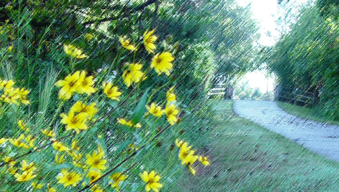 Walkway Daisies