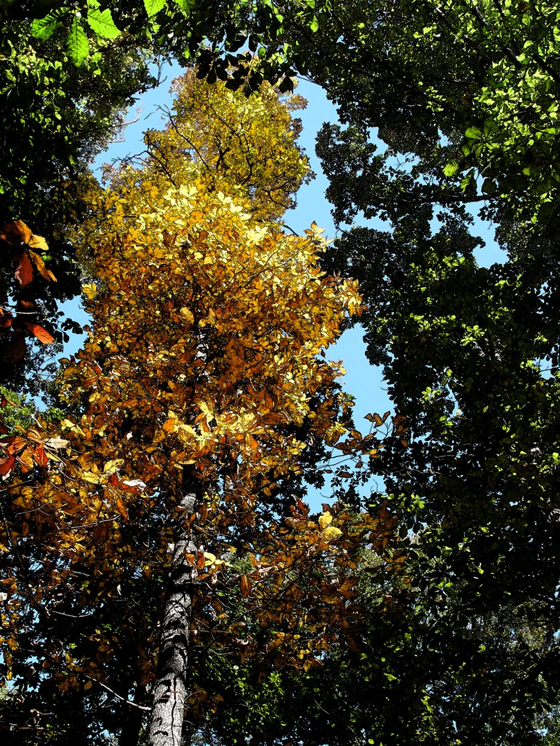 Autumn Wc With Fresco