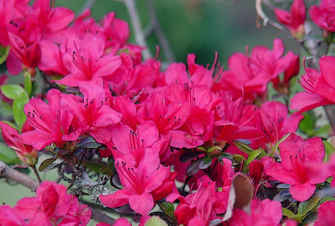 Pink Azaleas
