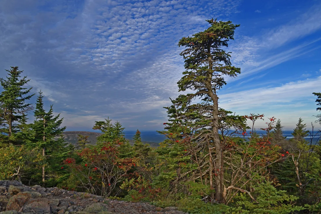 Acadia Trees Fall 1-7