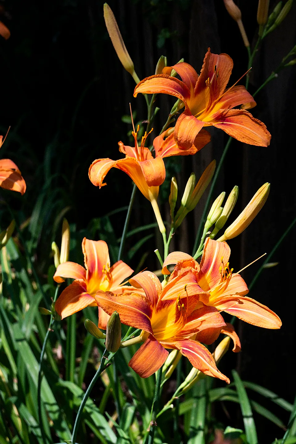 Orangedaylily 1