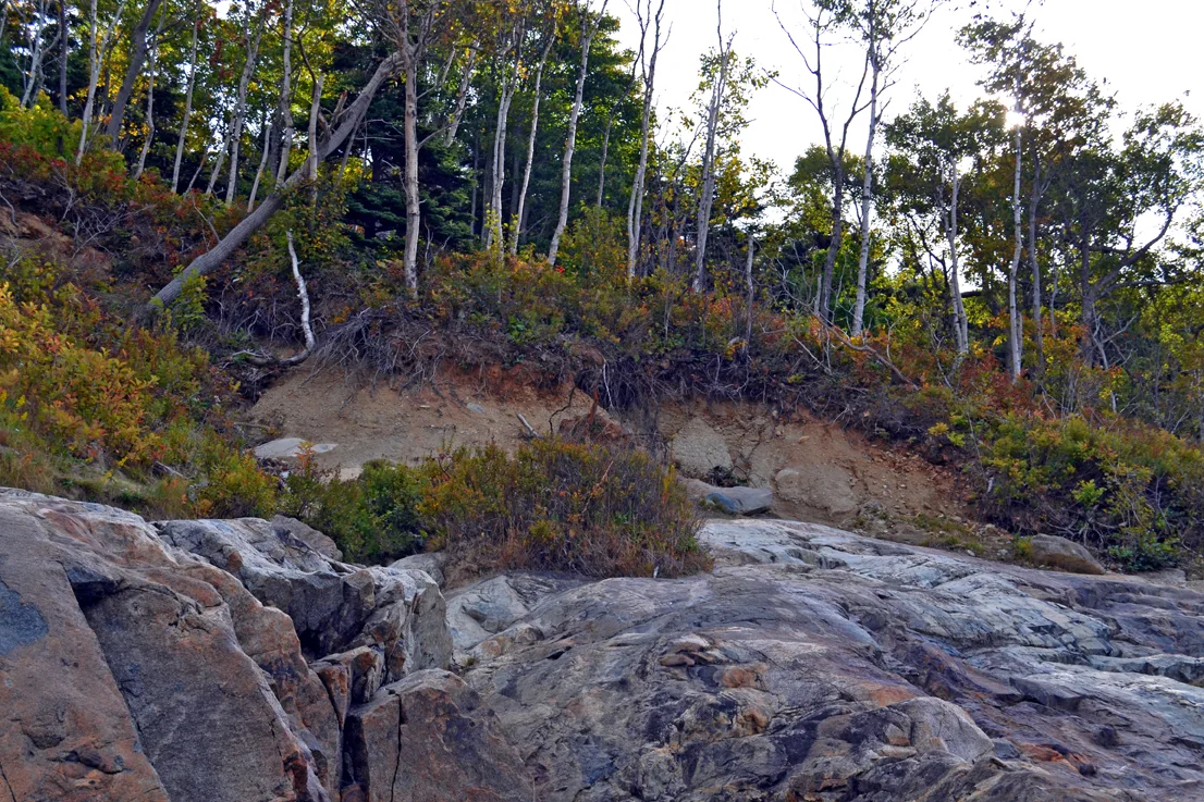 Acadia Trees Fall 1-18