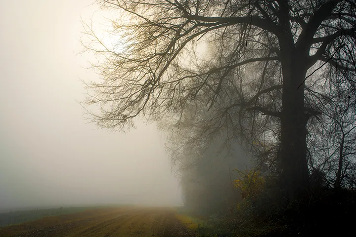 Fanniesloan 2015 Fog 5