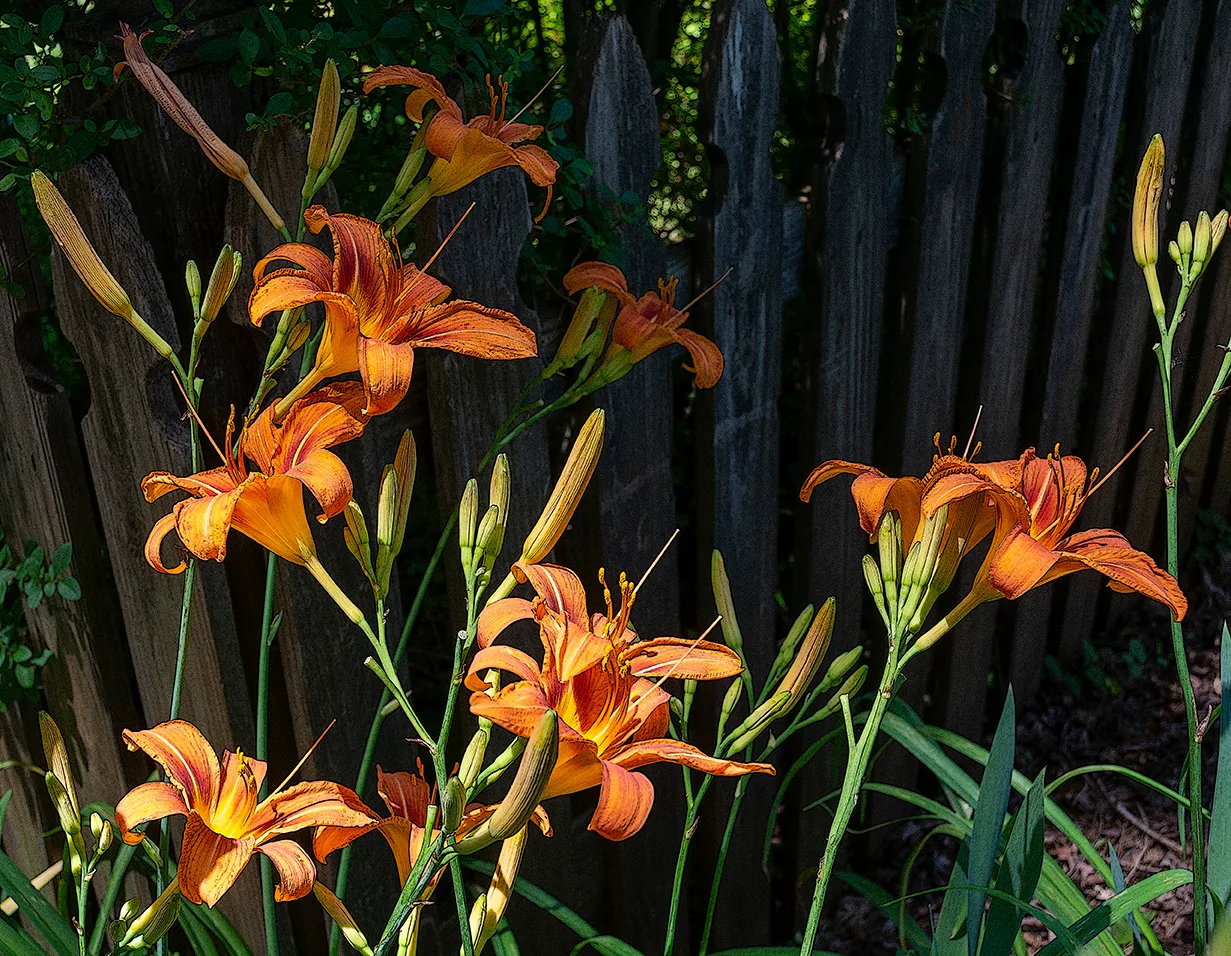 Orangedaylily 2