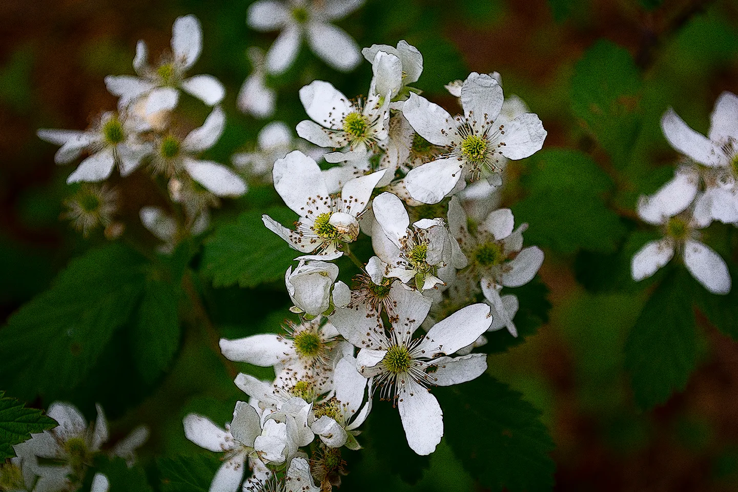 Blackberryblossom 1