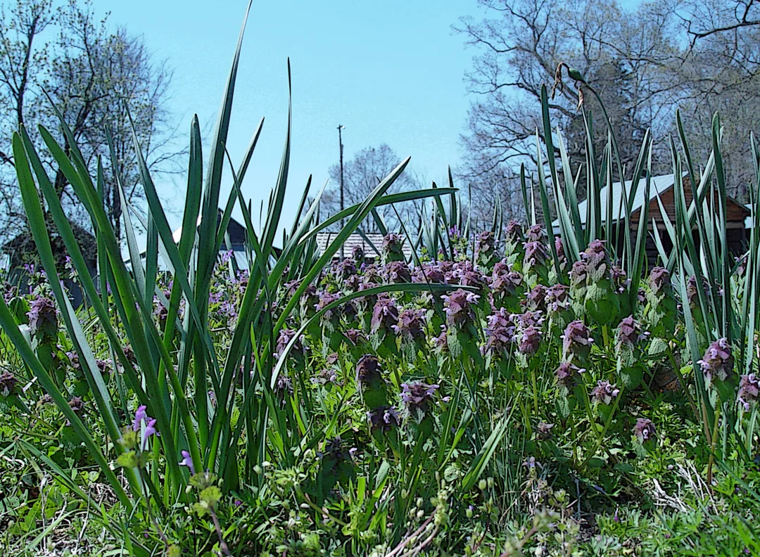 Purple Flower Drybrush Ink Outline