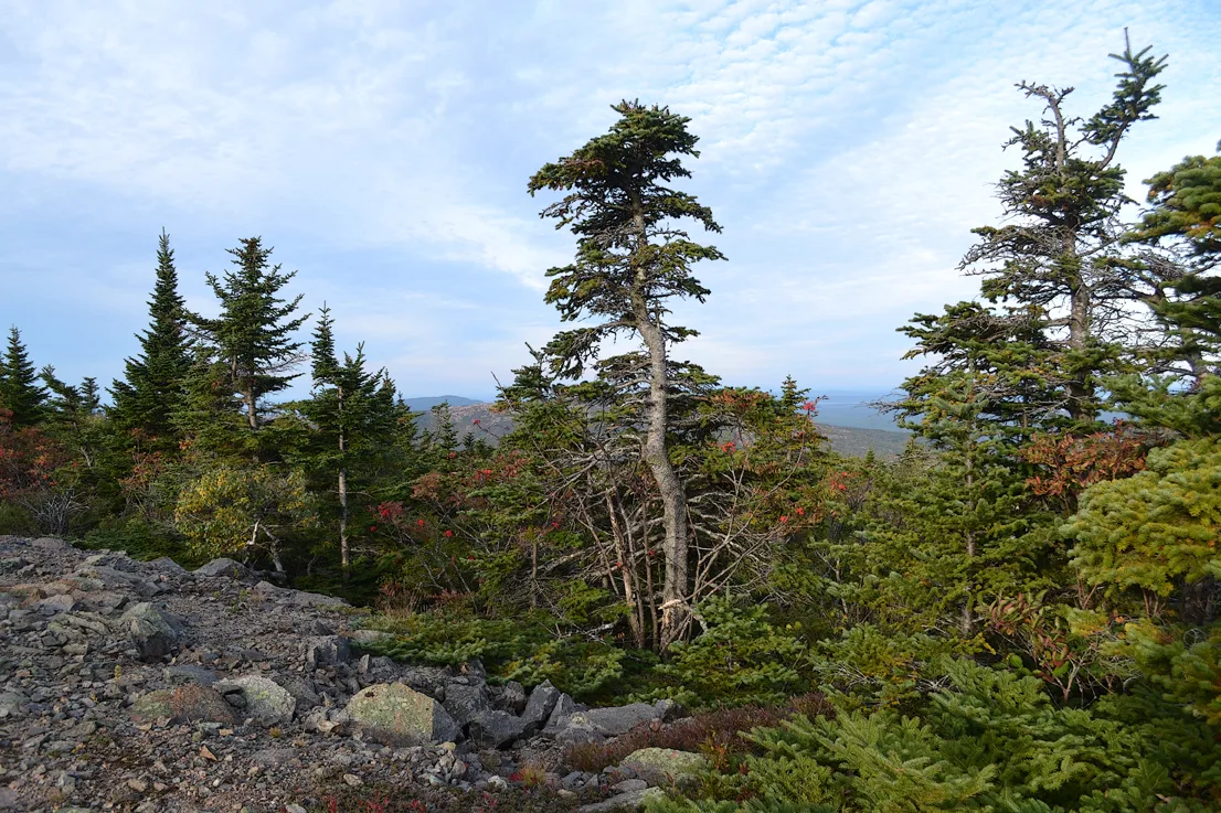 Acadia Trees Fall 1-8