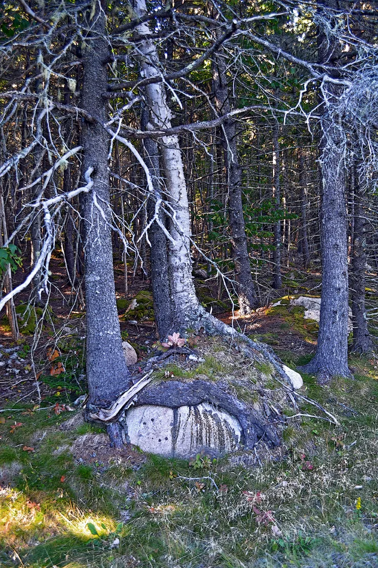 Acadia Trees Fall 1-26