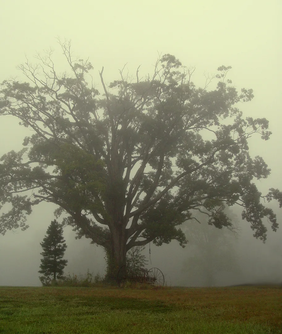 Foggy Morning Bradshaw