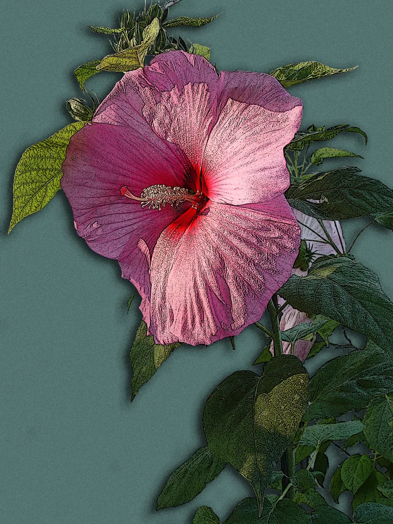 Hibiscus