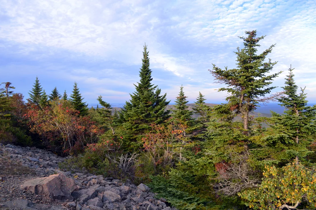 Acadia Trees Fall 1-10