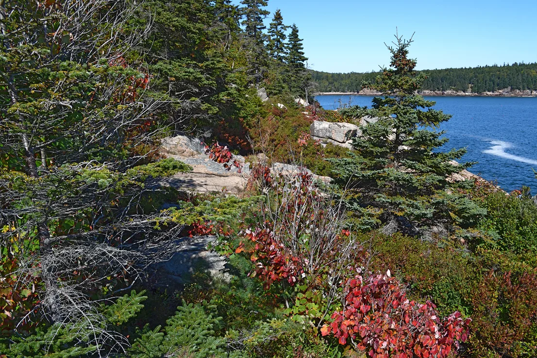 Acadia Trees Fall 1-2