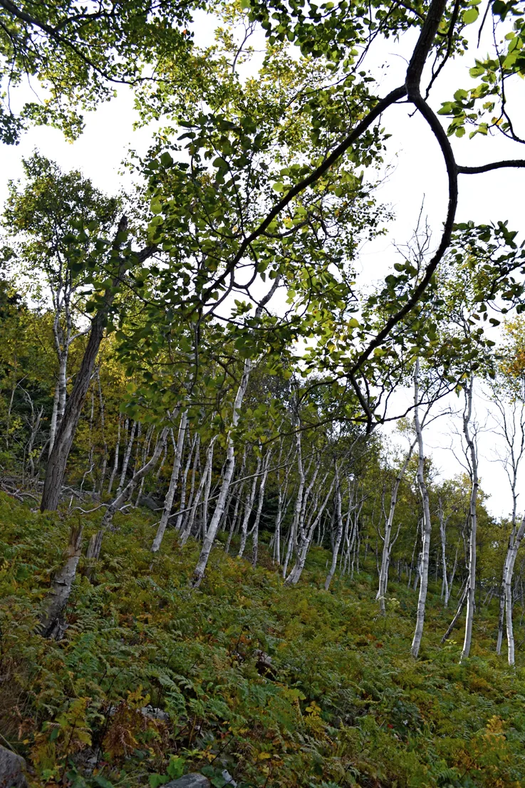 Acadia Trees Fall 1-20