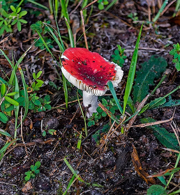 Toadstool 2