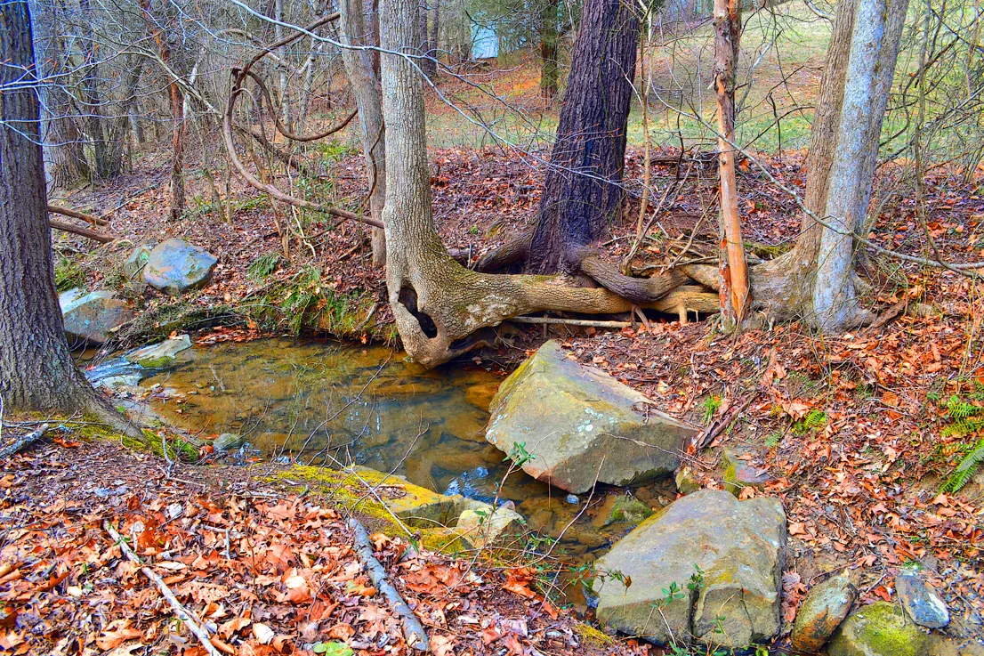 Tree and Creek