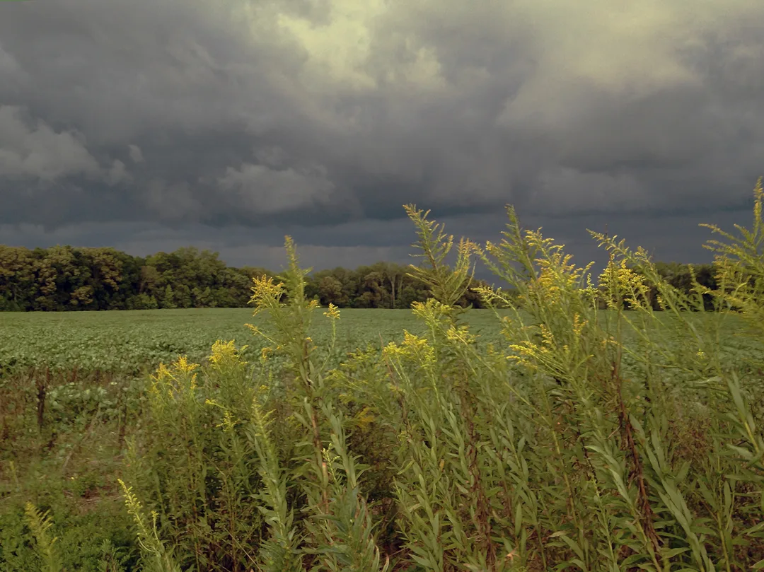 Storm Front 2 daubs warm
