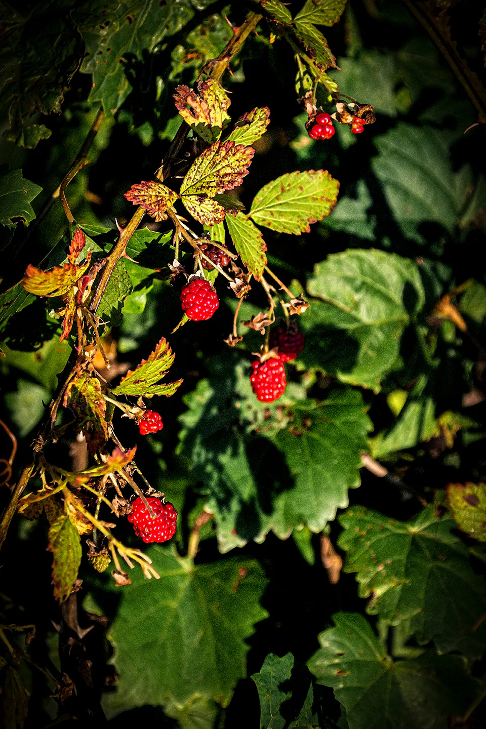 Blackberries 1