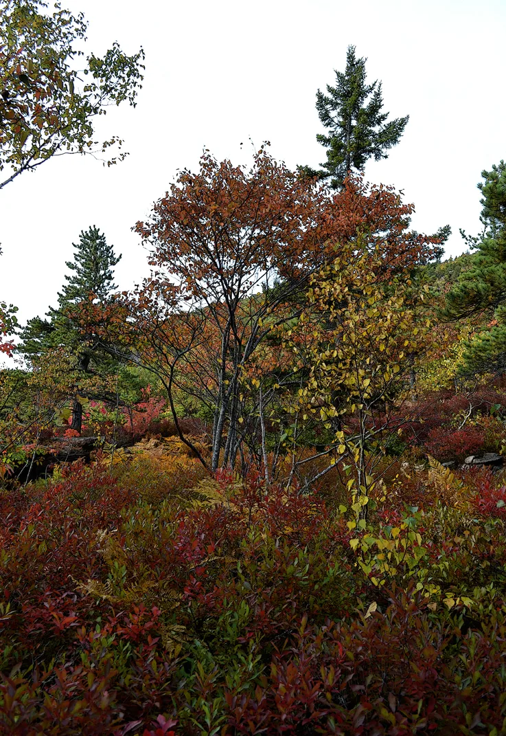 Acadia Trees Fall 1-13
