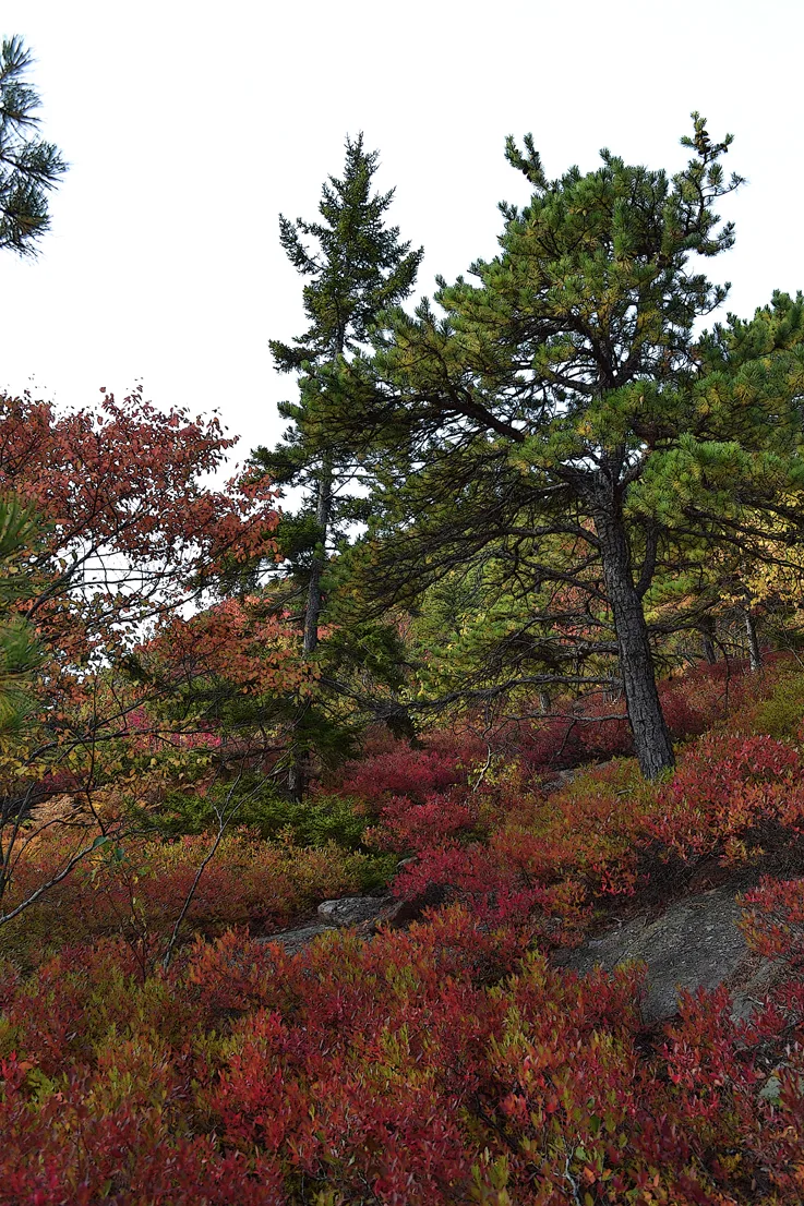 Acadia Trees Fall 1-11