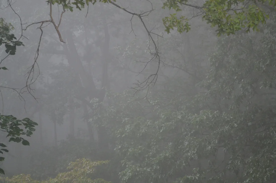 Fog in the Shenandoah