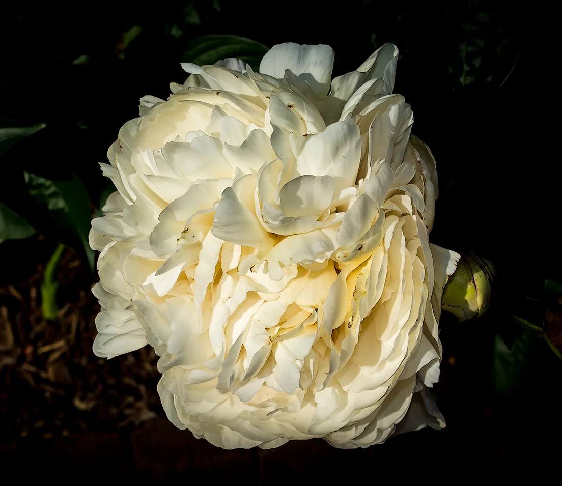 Peony 5