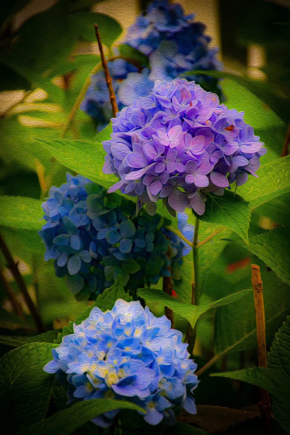 Hydrangeas 1
