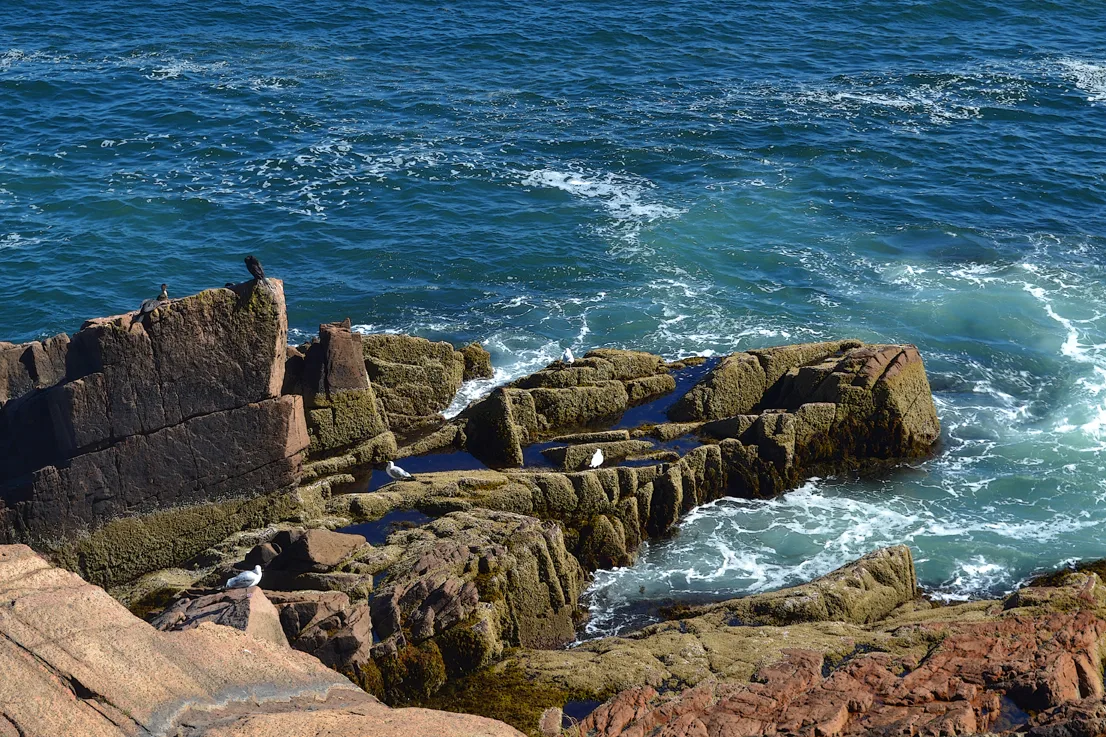 Acadia Shore Fall 1-2