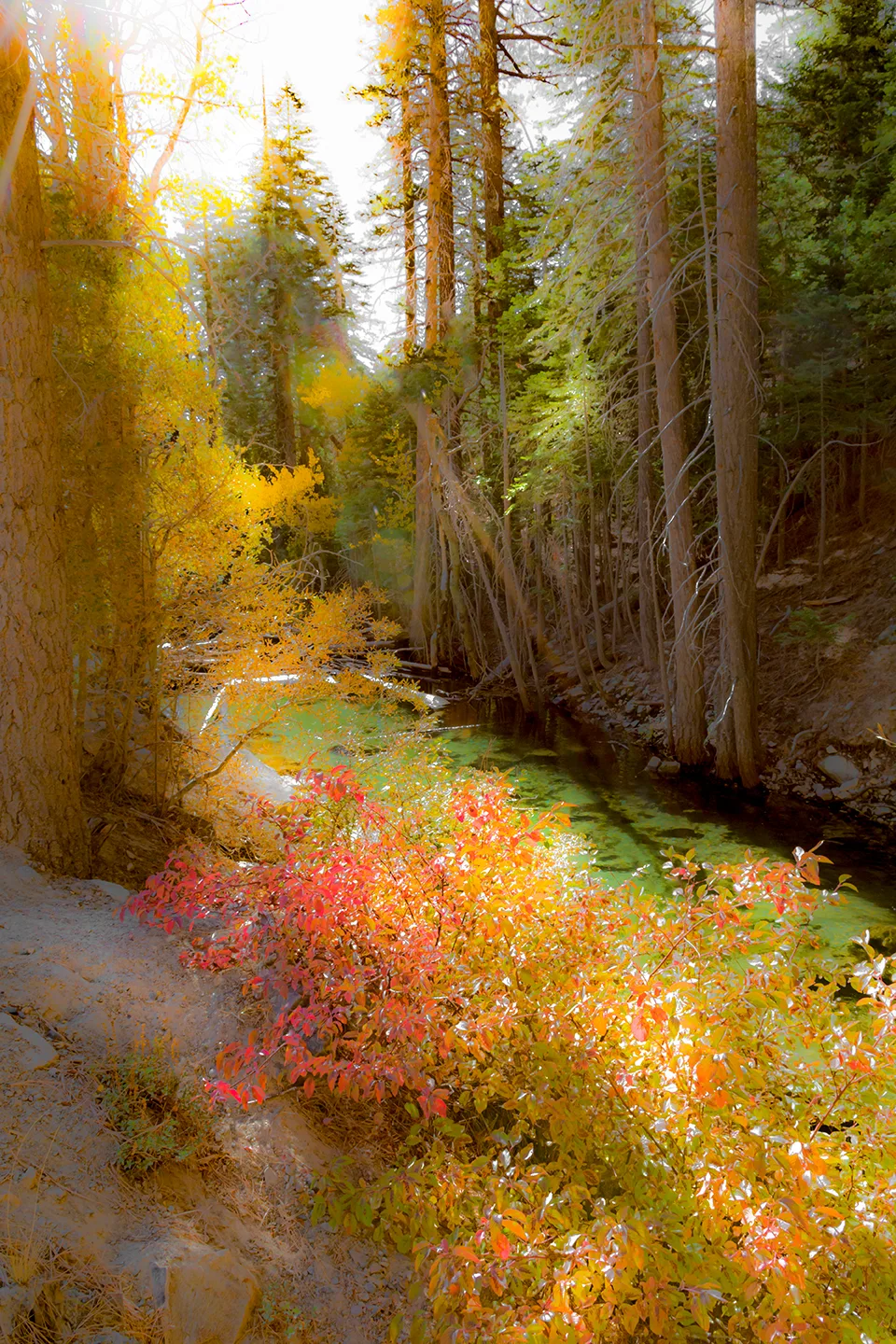 Yosemite Along Tioga Too
