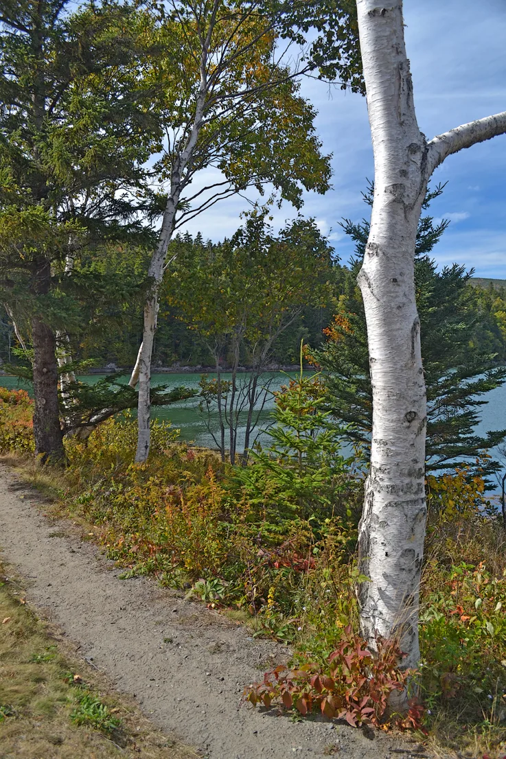 Acadia Trail 1