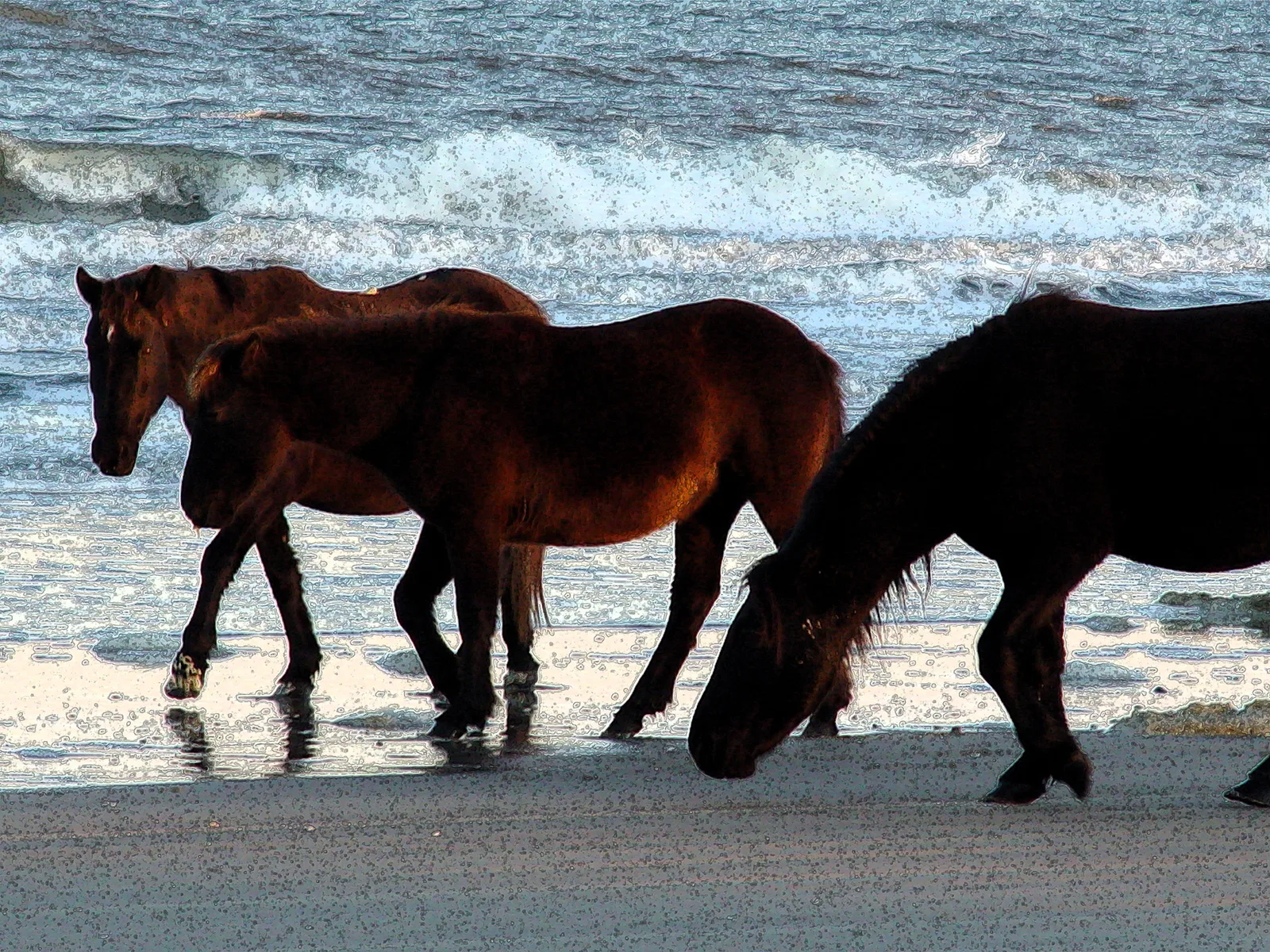 Best Horse Ad Outlined