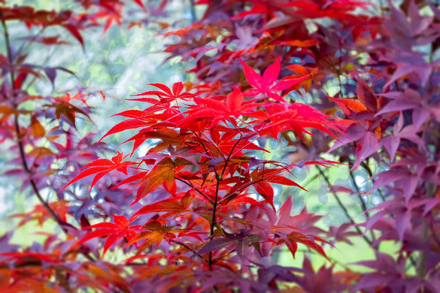 Japanesemaple 2