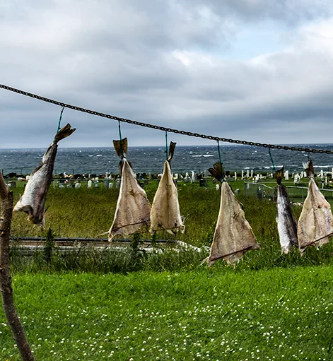 Newfoundlanddryingfishcrop