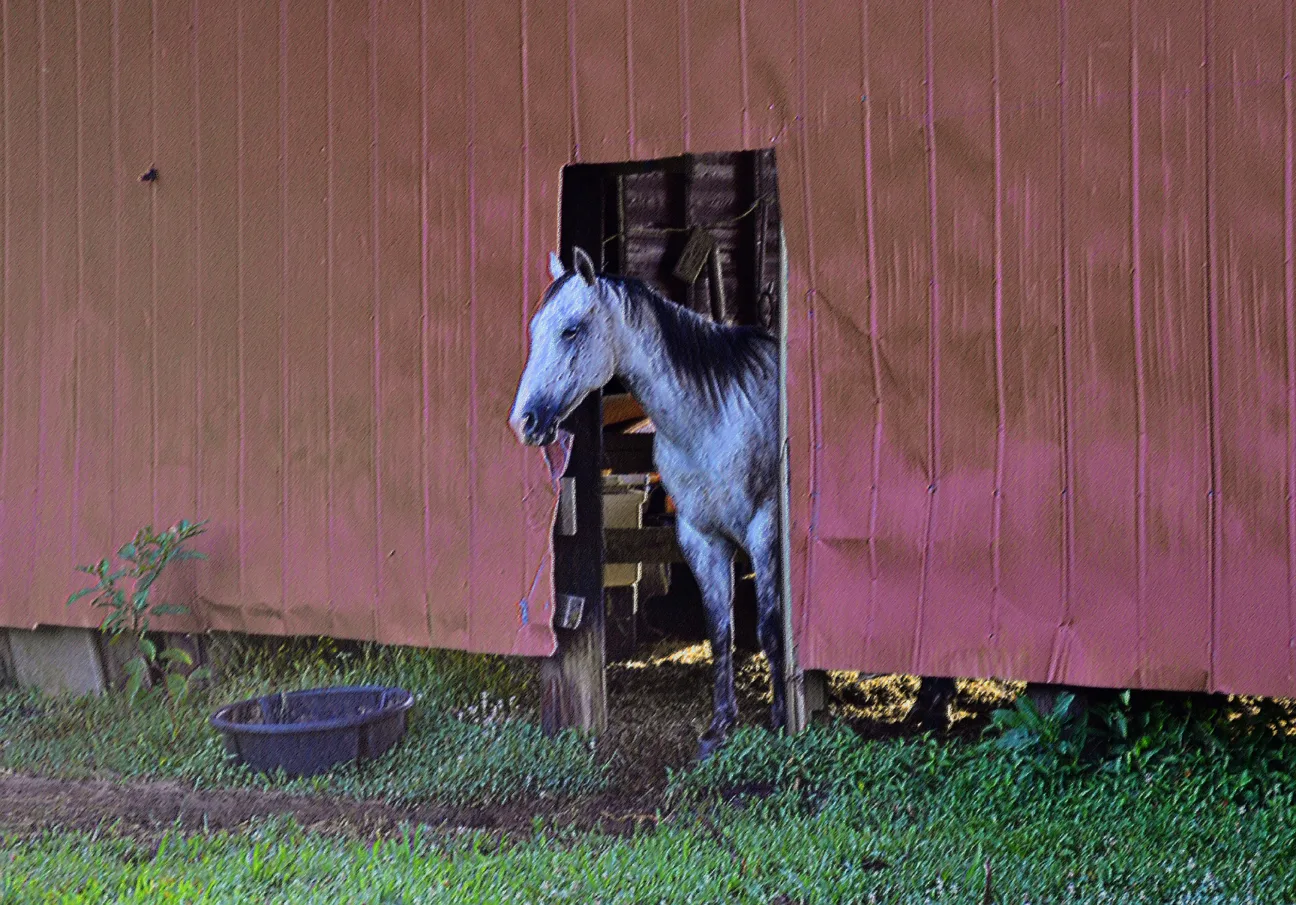horse in Davie County
