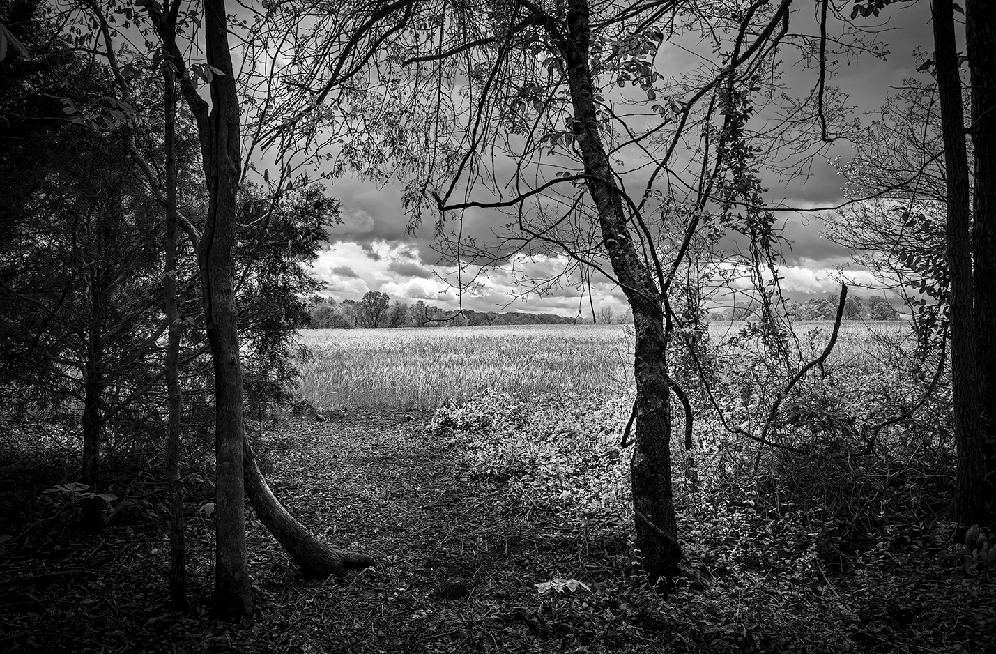 Caublecreekfield 2 B&W
