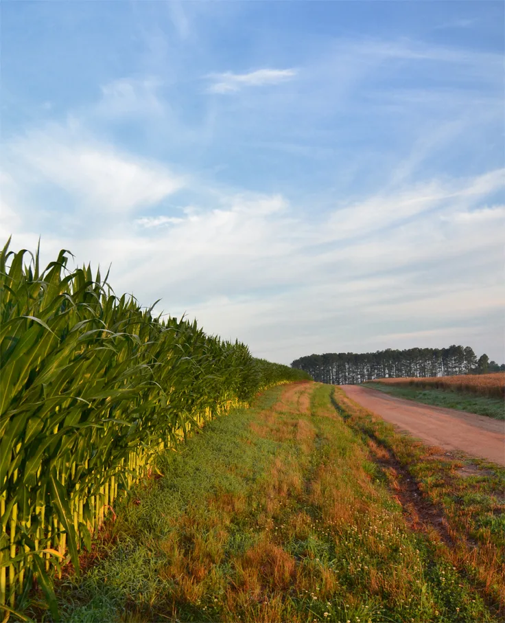 Corn Rows