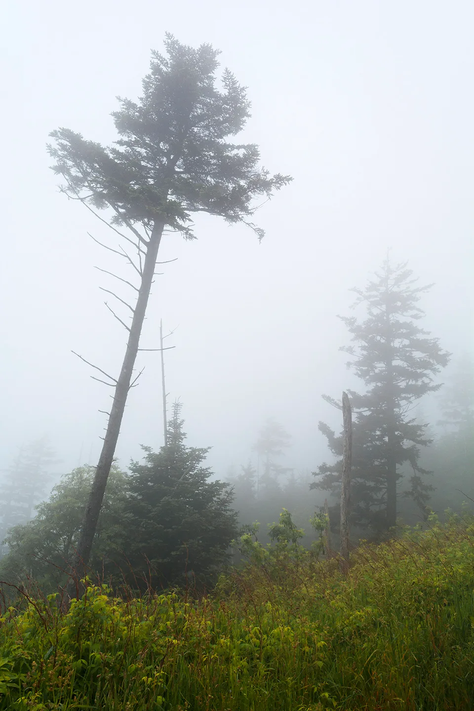 Clingmansdome 1