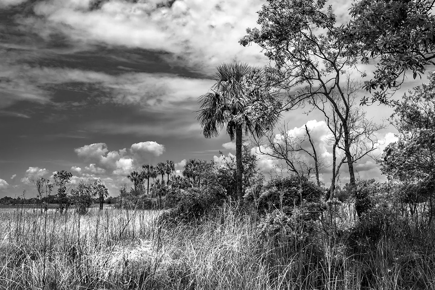 Cedarkey 12 B&W