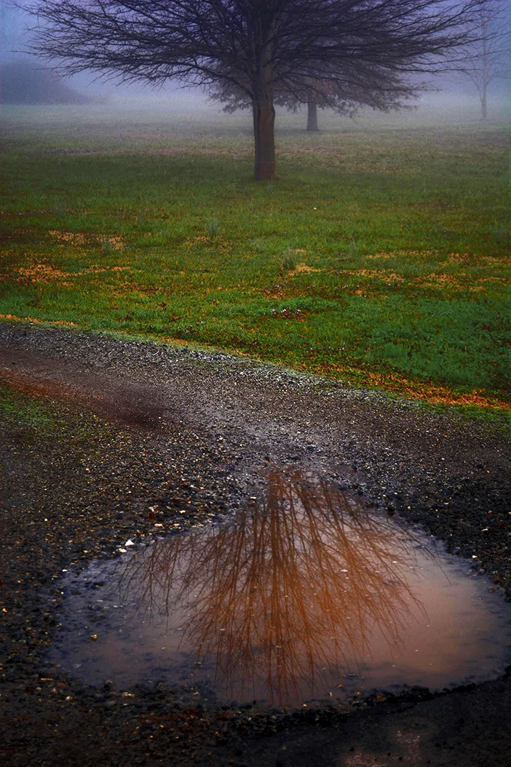 2015 Tree Reflection