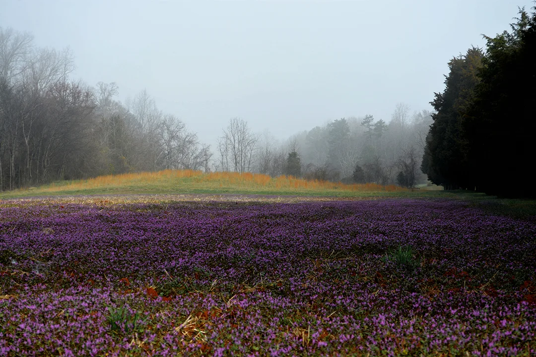 Purple Field 1