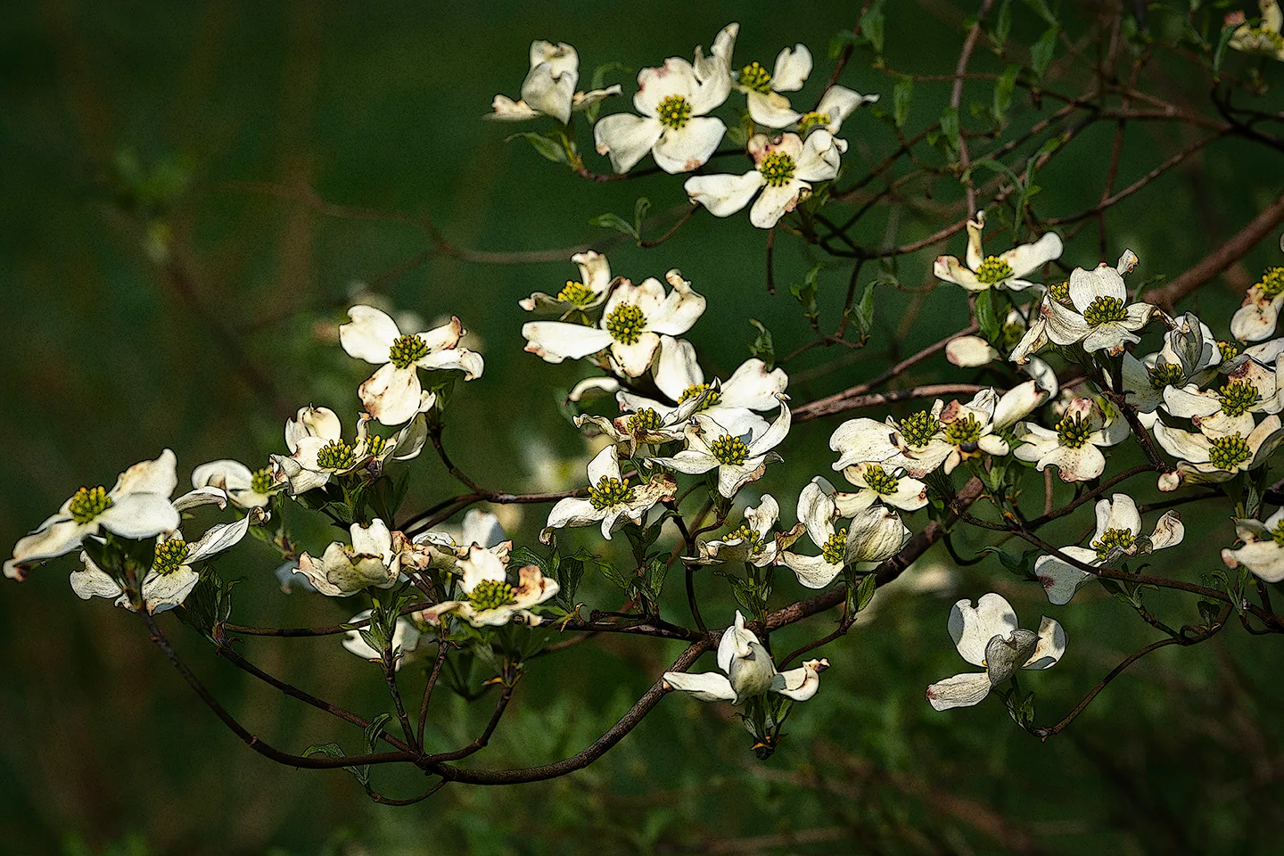 Dogwood 5