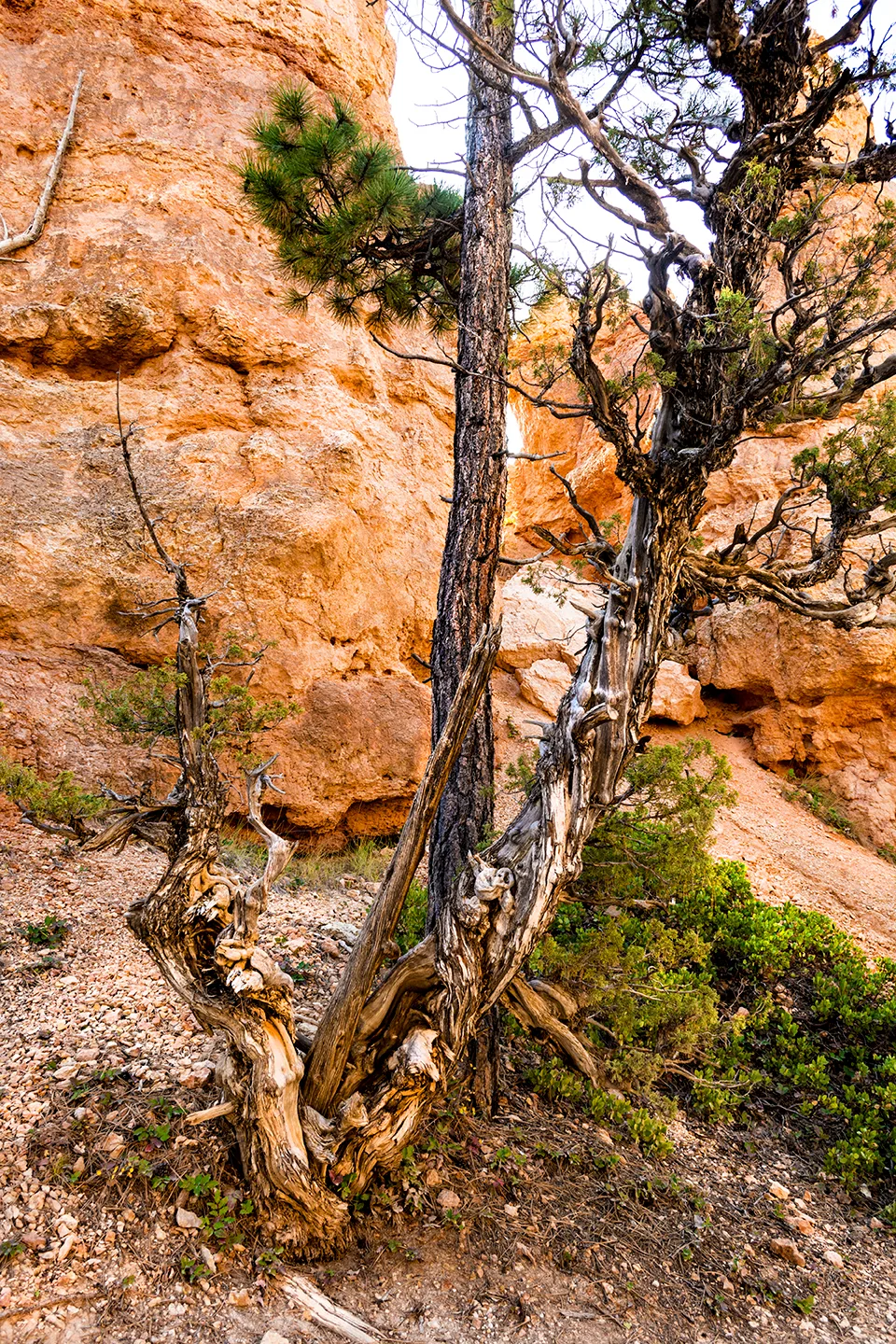 BryceNationalPark 17