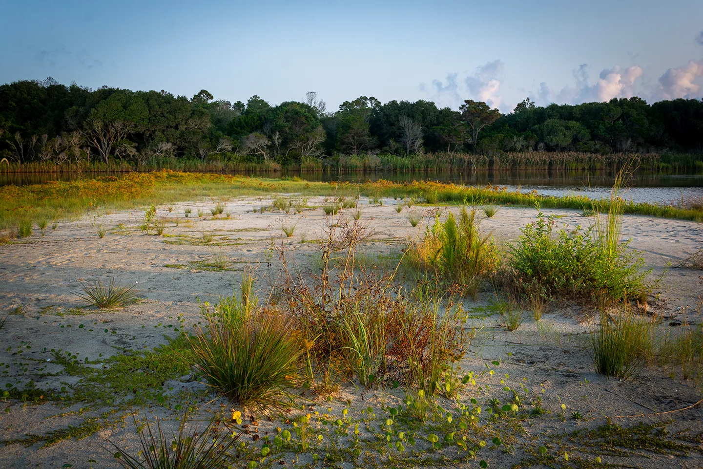 Beachvegetation