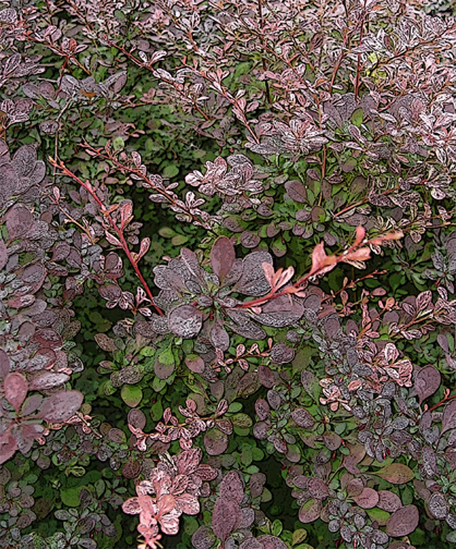 Cl Pink Bush