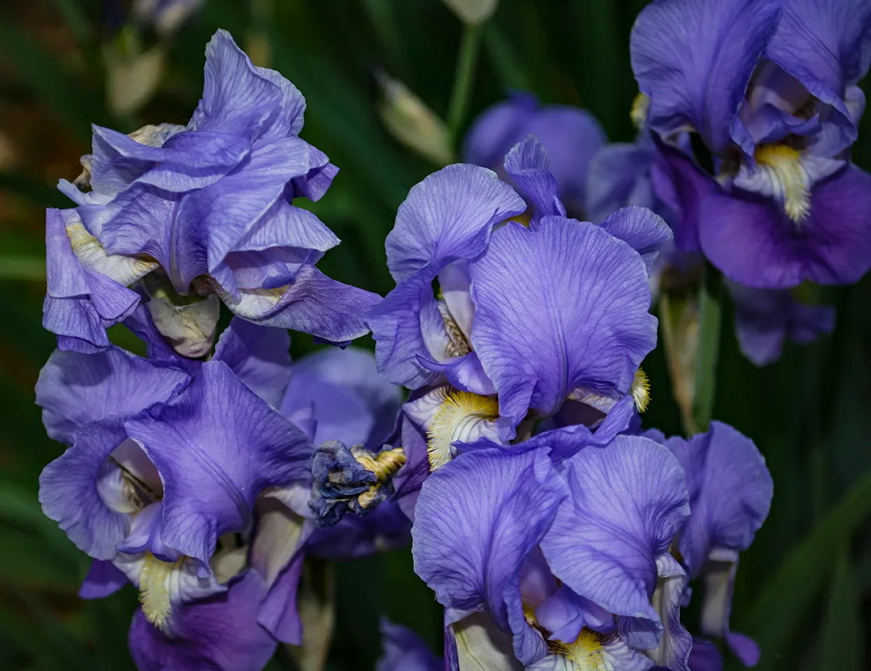 Iris 4 2018