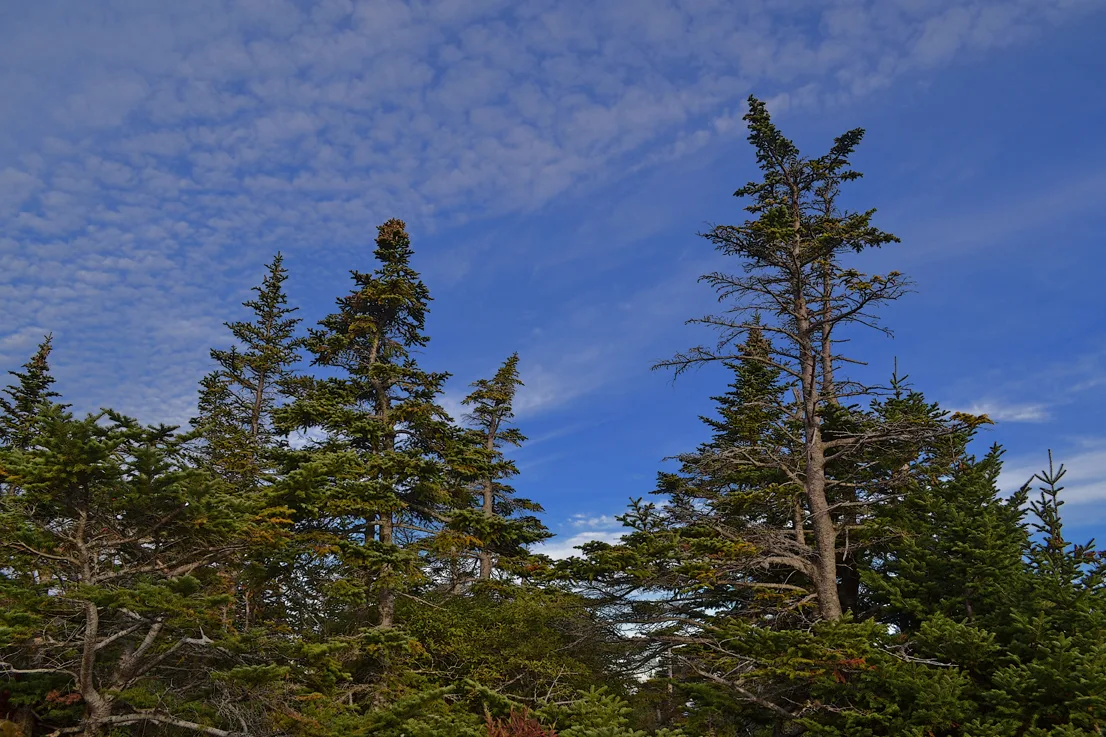 Acadia Trees Fall 1-4