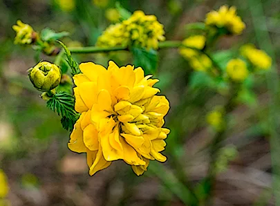 2 Yellowflower 1 72.Jpg