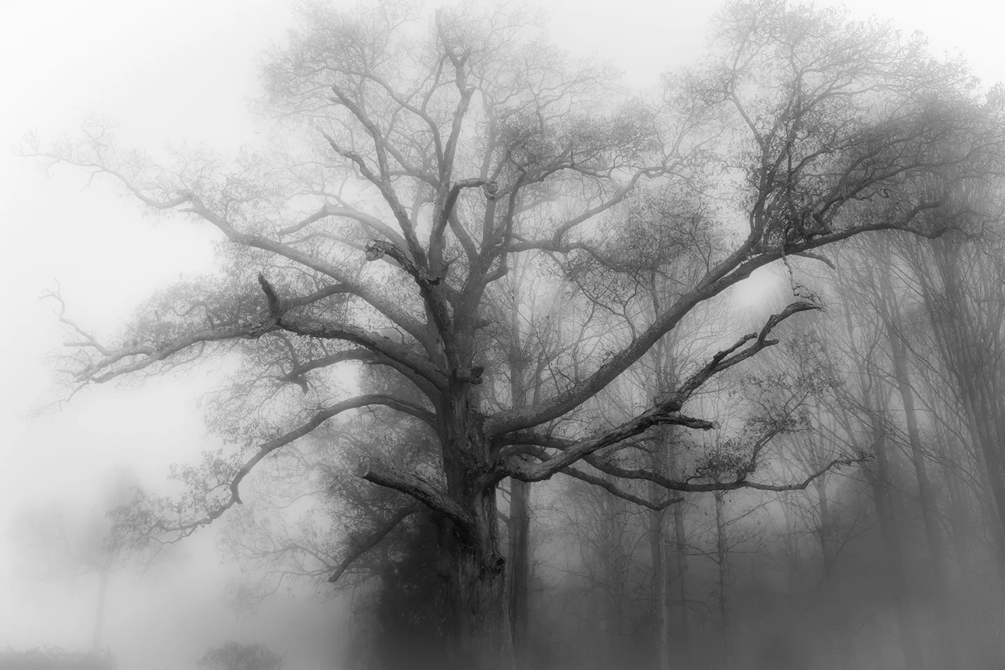 Treefog 1