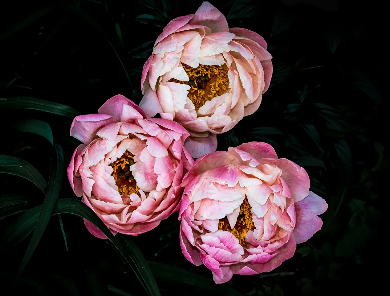 Peony 4