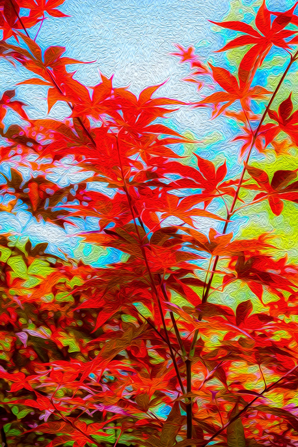 Japanesemaple 5