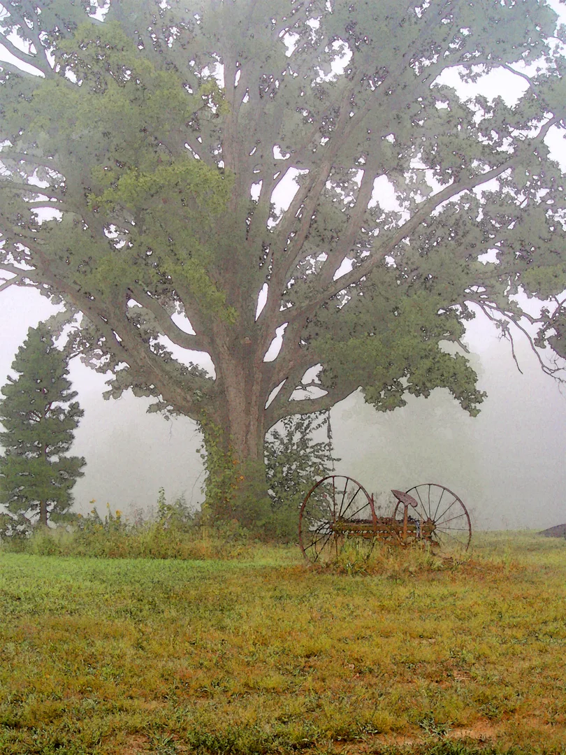 Foggy Morning 3 Bradshaw
